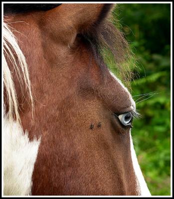 Old blue eyes