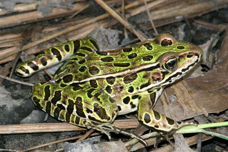 Northern Leopard Frog - Lithobates pipiens