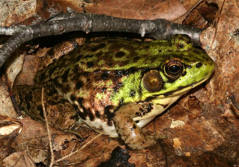 American Bullfrog - Lithobates catesbeianus