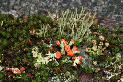 British Soldier lichen - Cladonia cristatella