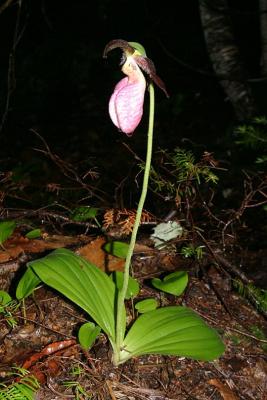 Pink Lady's Slipper - Cypripedium acaule