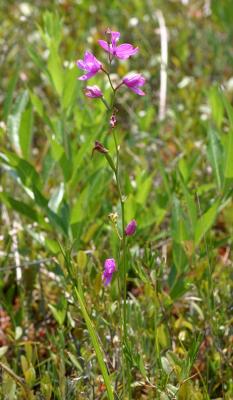 Grass Pink - Calopogon tuberosus