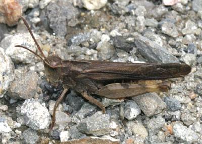 male Northern Green-striped Grasshopper - Chortophaga viridifasciata