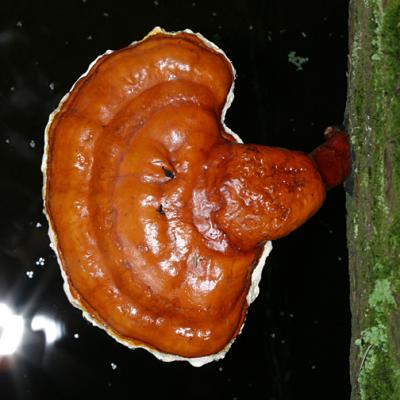  Ganoderma tsugae