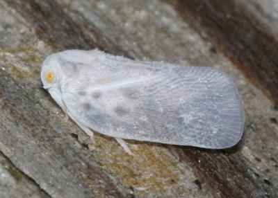 Metcalfa pruinosa - Citrus Flatid Planthopper