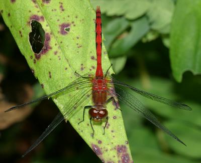 Ruby Meadowhawk - Sympetrum rubicundulum (male)