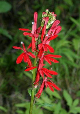 Cardinal Flower - Lobelia cardinalis