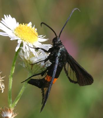 2583 - Peachtree Borer Moth - Synanthedon exitiosa (female)