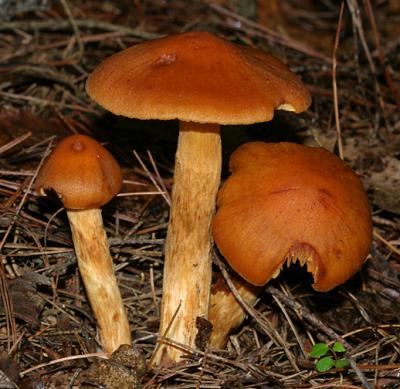 Cortinarius corrugatus