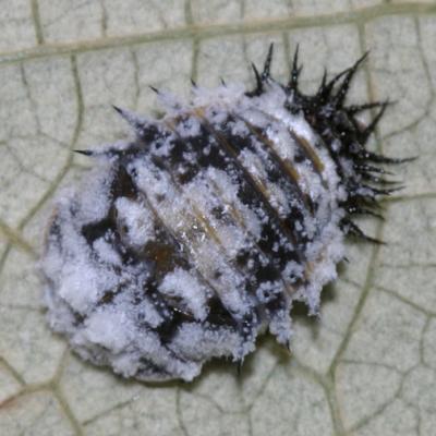 Argus Tortoise Beetle pupa - Chelymorpha cassidea