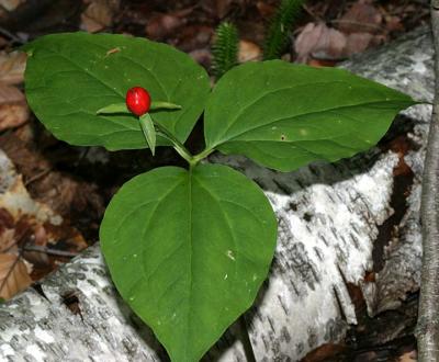 Painted Trillium - Trillium undulatum