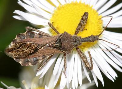 Spined assassin bug - Sinea diadema