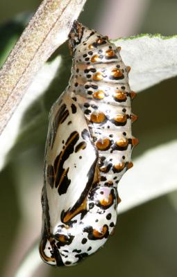 Variegated Fritillary - Euptoieta claudia chrysalis