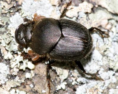 Onthophagus hecate (female with mites hitchhiking)