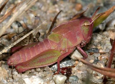  Northern Green-striped Grasshopper - Chortophaga viridifasciata ( female 4th instar nymph)