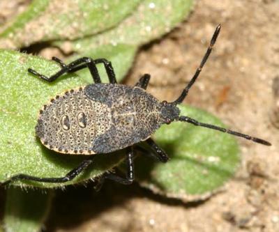 Squash Bug nymph - Anasa tristis