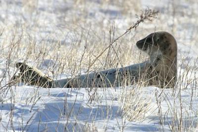 Harp Seal - Pagophilus groenlandicus