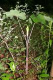 Jack in the Pulpit - Arisaema triphyllum