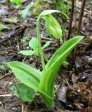 white Lady's Slipper