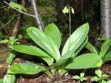 Bluebead Lily - Clintonia borealis