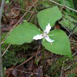 Painted Trillium - Trillium undulatum