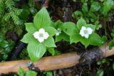 Bunchberry - Cornus canadensis