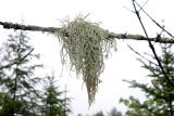 Beard Lichen - Usnea sp.