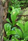 Bluebead Lily - Clintonia borealis