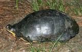 Blandings Turtle - Emydoidea blandingi