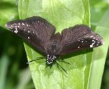 Common Sootywing - Pholisora catullus