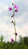 Grass Pink - Calopogon tuberosus