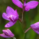 Grass Pink - Calopogon tuberosus