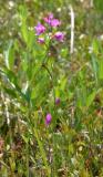 Grass Pink - Calopogon tuberosus