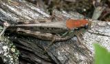 Melanoplus sanguinipes (female)