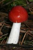 Russula sp.