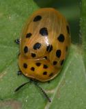 Argus Tortoise Beetle - Chelymorpha cassidea