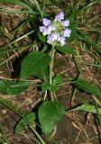 Selfheal - Prunella vulgaris