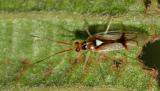 Hyaliodes harti