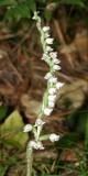 Downy Rattlesnake Plantain - Goodyera pubescens