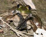 Bullfrog (Lithobates catesbeianus) eating a bat