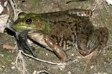 Bullfrog - Lithobates catesbeianus (with a full belly, and bat wings hanging out it's mouth)