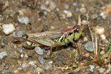 Melanoplus femurrubrum (male)