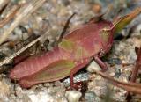  Northern Green-striped Grasshopper - Chortophaga viridifasciata ( female 4th instar nymph)