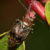 Lygus plagiatus