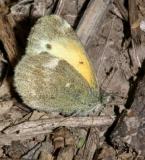 Dainty Sulphur - Nathalis iole