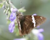 Broad-banded Skipper - Autochton neis