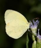 Mimosa Yellow - Pyrisitia nise