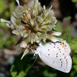 Eastern Tailed Blue - Everes comyntas