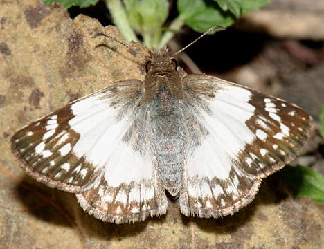 East-Mexican White-Skipper - Heliopetes sublinea