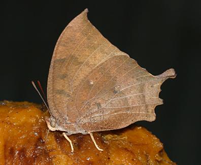 Tropical Leafwing - Anaea aidea
